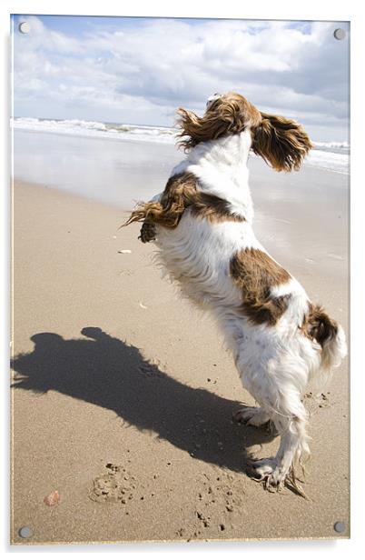 Dog on Ballynaclash beach, County Wexford Acrylic by Ian Middleton