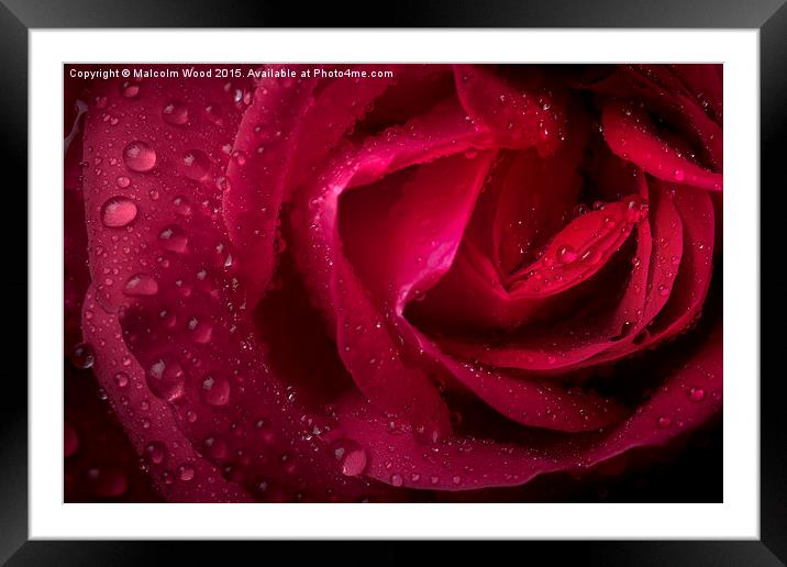  Rain On A Rose Framed Mounted Print by Malcolm Wood