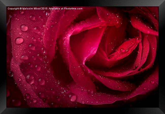  Rain On A Rose Framed Print by Malcolm Wood