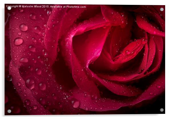 Rain On A Rose Acrylic by Malcolm Wood