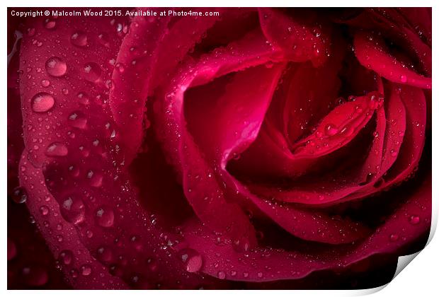  Rain On A Rose Print by Malcolm Wood