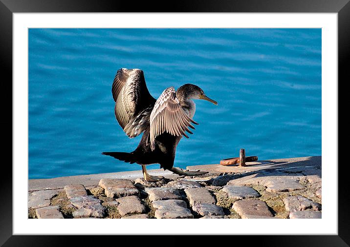 Young Cormorant drying off after a swim Framed Mounted Print by Rosie Spooner