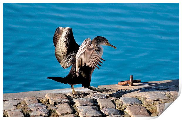 Young Cormorant drying off after a swim Print by Rosie Spooner