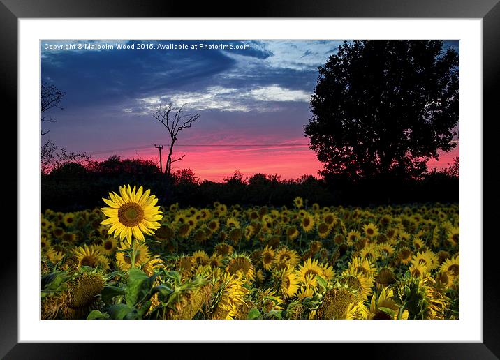  Sunflower Field At Sunset Framed Mounted Print by Malcolm Wood