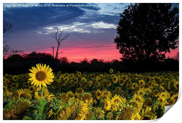  Sunflower Field At Sunset Print by Malcolm Wood