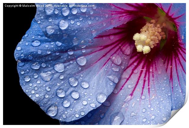  Rain On A Hibiscus Print by Malcolm Wood