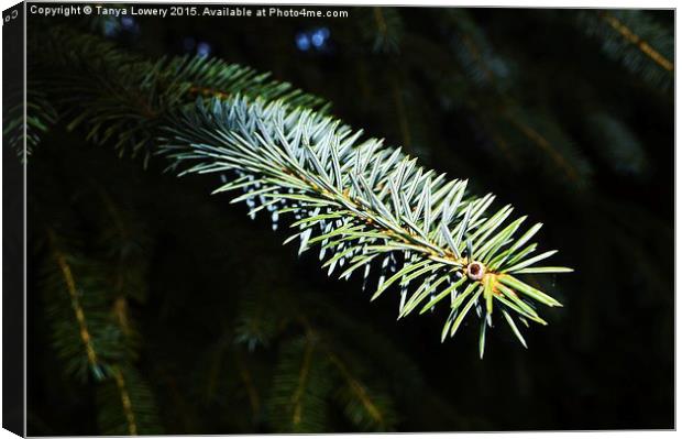  Pine needles Canvas Print by Tanya Lowery