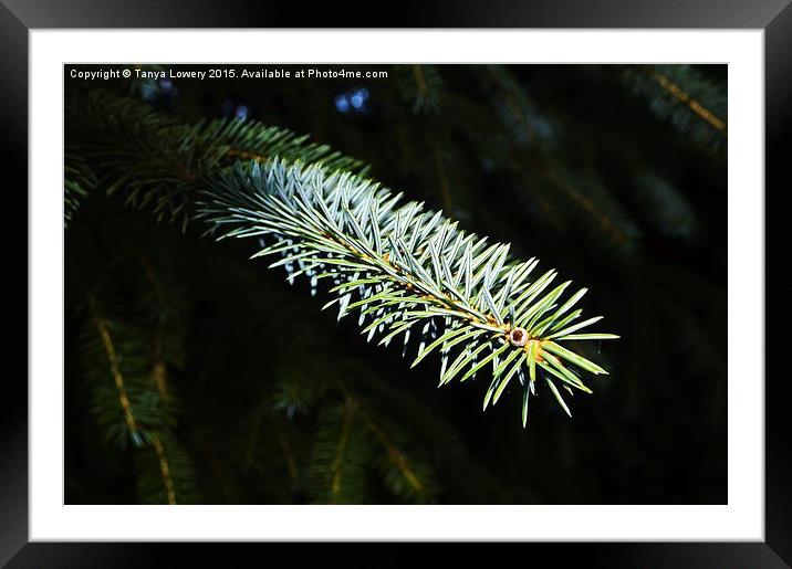  Pine needles Framed Mounted Print by Tanya Lowery