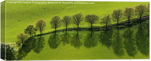 Epynt Trees Spring Landscape Canvas Print by Creative Photography Wales