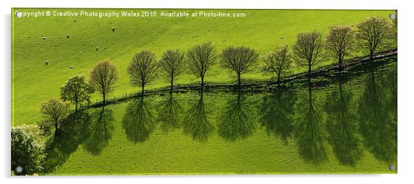 Epynt Trees Spring Landscape Acrylic by Creative Photography Wales