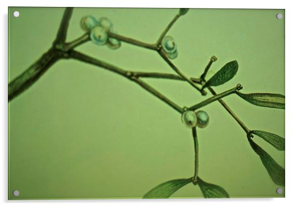  One twig of Mistletoe Acrylic by Sue Bottomley