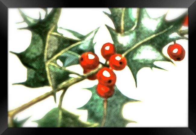 Holly and Red Berries  Framed Print by Sue Bottomley