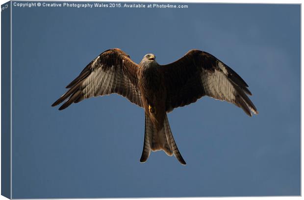 Red Kite Canvas Print by Creative Photography Wales