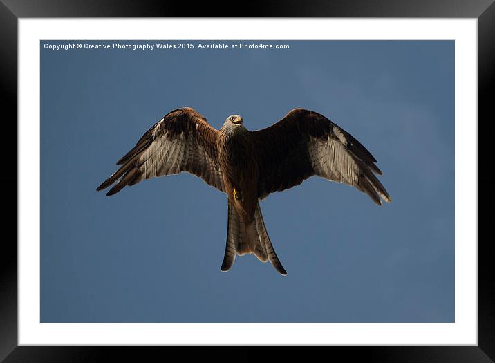 Red Kite Framed Mounted Print by Creative Photography Wales