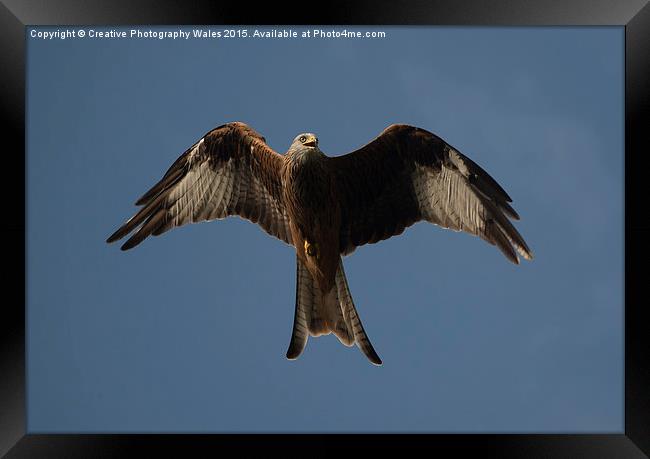 Red Kite Framed Print by Creative Photography Wales