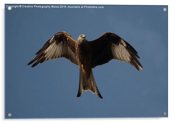 Red Kite Acrylic by Creative Photography Wales