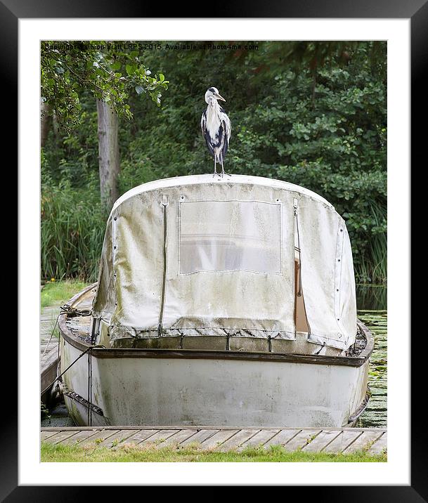 Heron in the Norfolk Broads England Framed Mounted Print by Simon Bratt LRPS