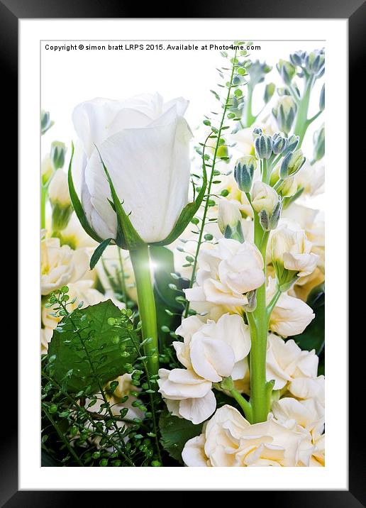 White roses close up on white background Framed Mounted Print by Simon Bratt LRPS