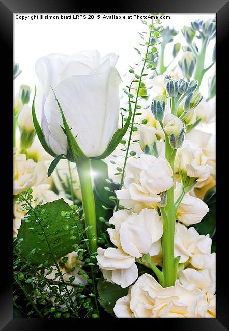 White roses close up on white background Framed Print by Simon Bratt LRPS