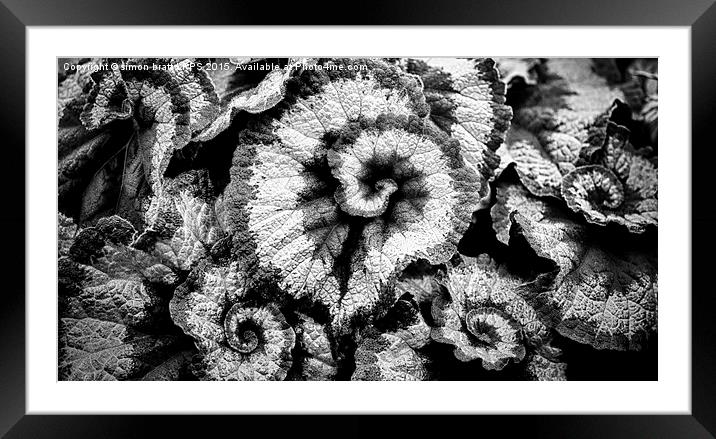 Begonia leaves in black and white Framed Mounted Print by Simon Bratt LRPS