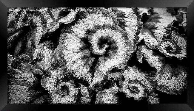Begonia leaves in black and white Framed Print by Simon Bratt LRPS