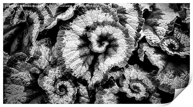 Begonia leaves in black and white Print by Simon Bratt LRPS