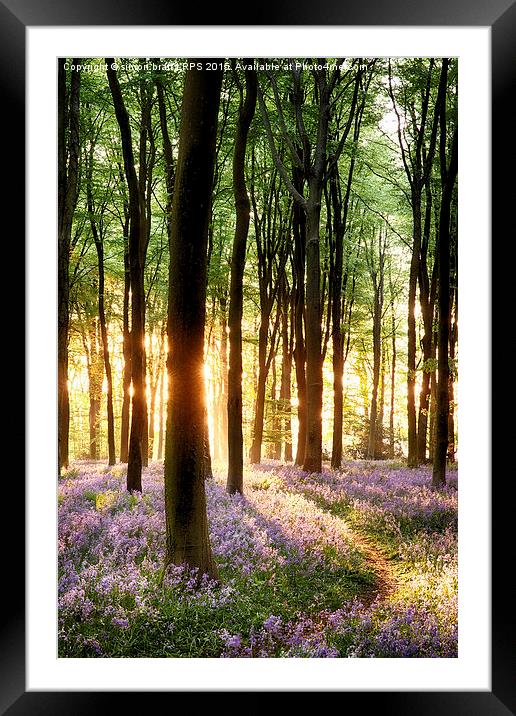 Bluebells in sunrise light in Hampshire UK Framed Mounted Print by Simon Bratt LRPS