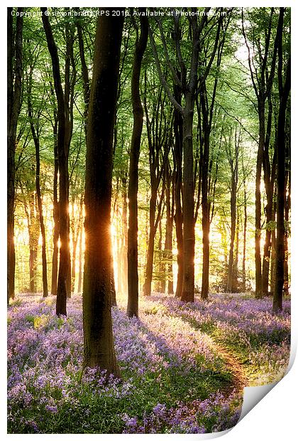 Bluebells in sunrise light in Hampshire UK Print by Simon Bratt LRPS
