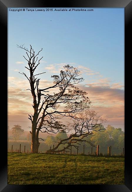  Tree on a misty morning Framed Print by Tanya Lowery