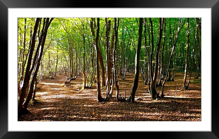  Sunday afternoon sunshine in West Wood Framed Mounted Print by Karen Magee