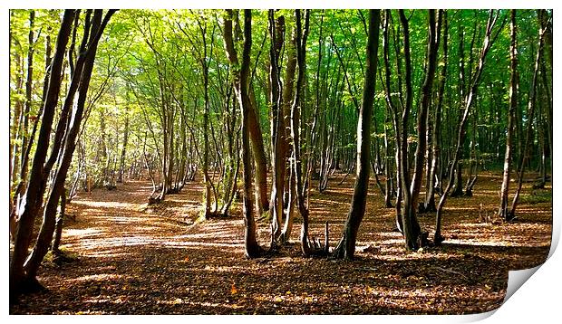  Sunday afternoon sunshine in West Wood Print by Karen Magee