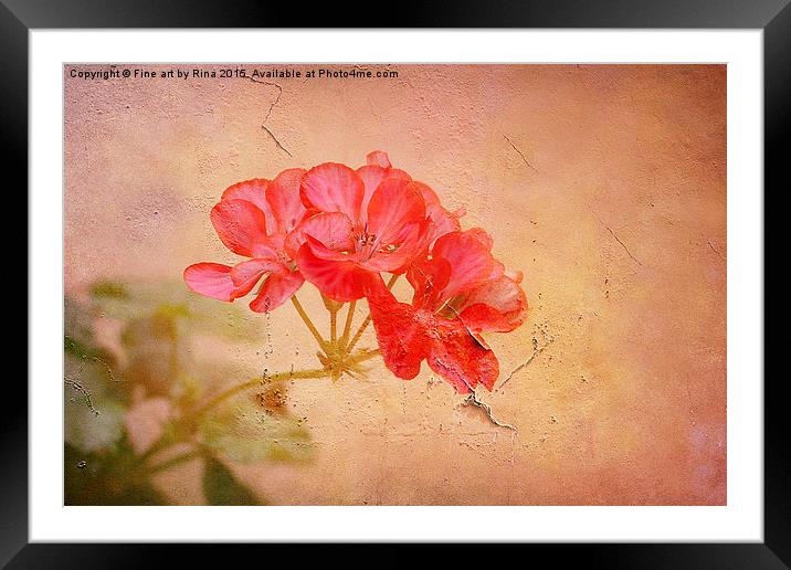  Geranium Framed Mounted Print by Fine art by Rina