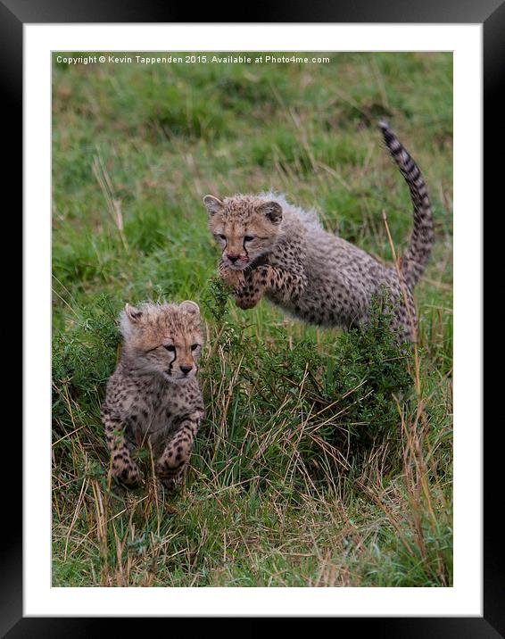  Cheetah Cubs Playing Framed Mounted Print by Kevin Tappenden