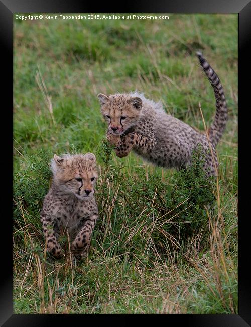  Cheetah Cubs Playing Framed Print by Kevin Tappenden