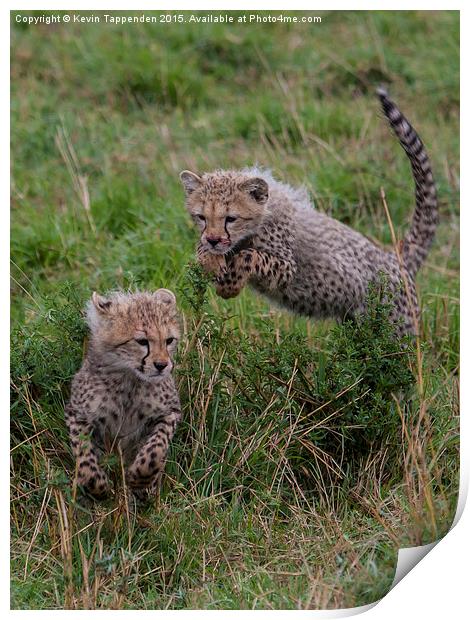  Cheetah Cubs Playing Print by Kevin Tappenden