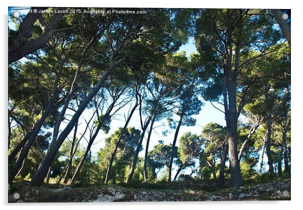  Cavtat Trees Acrylic by James Lavott
