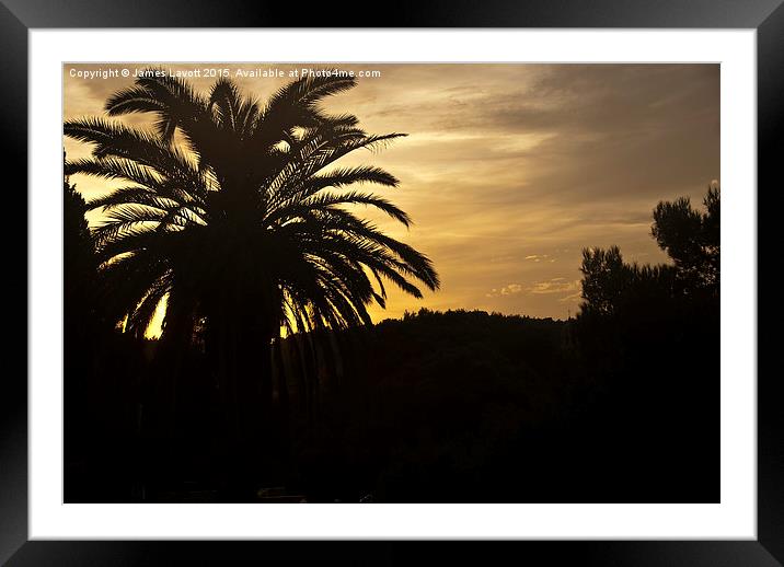  Palm Tree Sunset Framed Mounted Print by James Lavott
