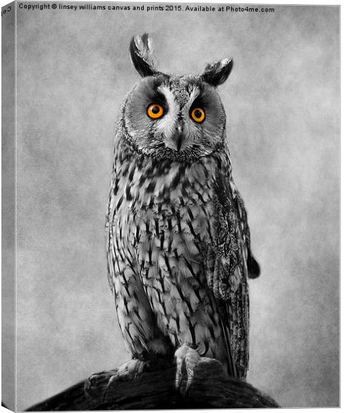 Long Eared Owl Canvas Print by Linsey Williams
