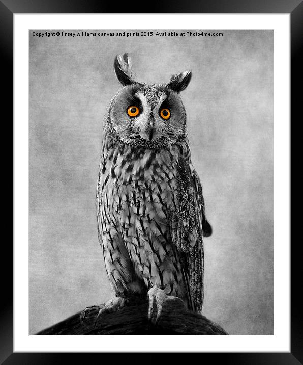Long Eared Owl Framed Mounted Print by Linsey Williams