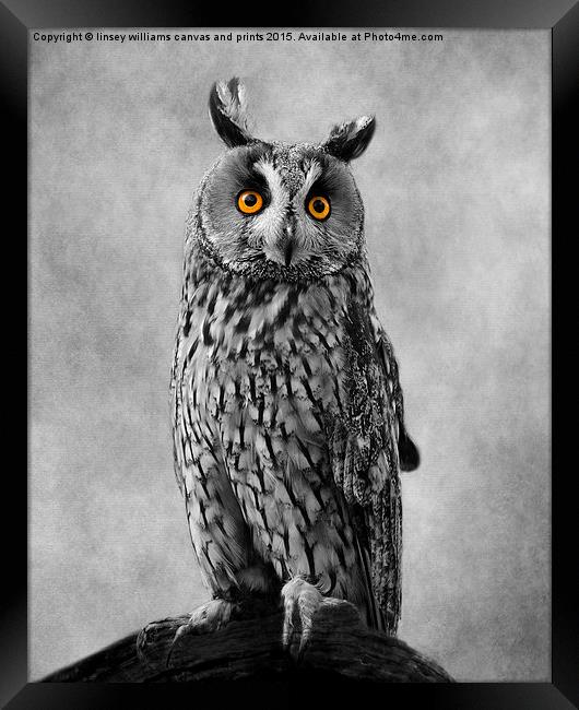 Long Eared Owl Framed Print by Linsey Williams