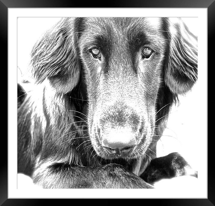  A Flat Coat Retriever Dog Framed Mounted Print by Sue Bottomley
