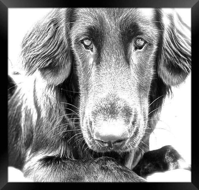  A Flat Coat Retriever Dog Framed Print by Sue Bottomley