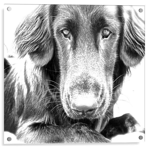  A Flat Coat Retriever Dog Acrylic by Sue Bottomley