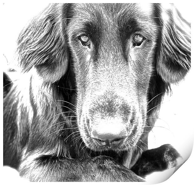  A Flat Coat Retriever Dog Print by Sue Bottomley