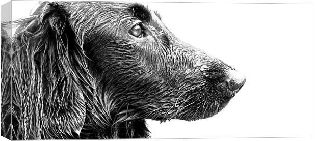  Wet face of a Flat Coat Retriever Dog Canvas Print by Sue Bottomley