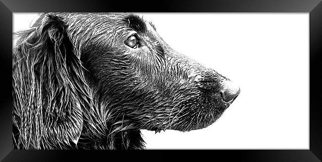  Wet face of a Flat Coat Retriever Dog Framed Print by Sue Bottomley