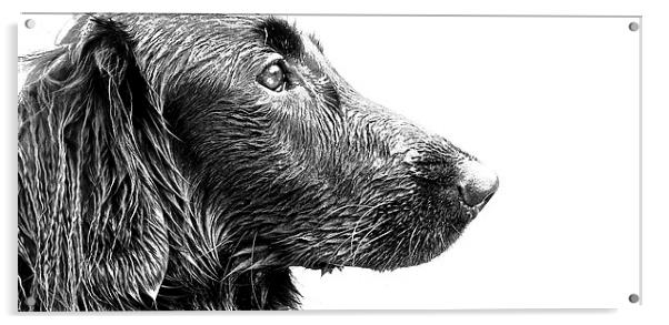  Wet face of a Flat Coat Retriever Dog Acrylic by Sue Bottomley