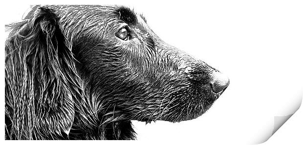  Wet face of a Flat Coat Retriever Dog Print by Sue Bottomley