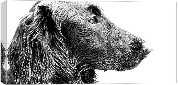  Stunning face of a Flat coat Retriever Dog Canvas Print by Sue Bottomley