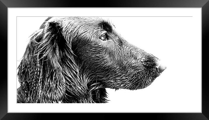  Stunning face of a Flat coat Retriever Dog Framed Mounted Print by Sue Bottomley
